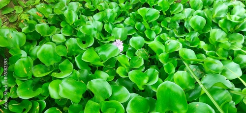 A beautiful water hyacinth flower (bunga eceng gondok) is isolated on a green leaves background