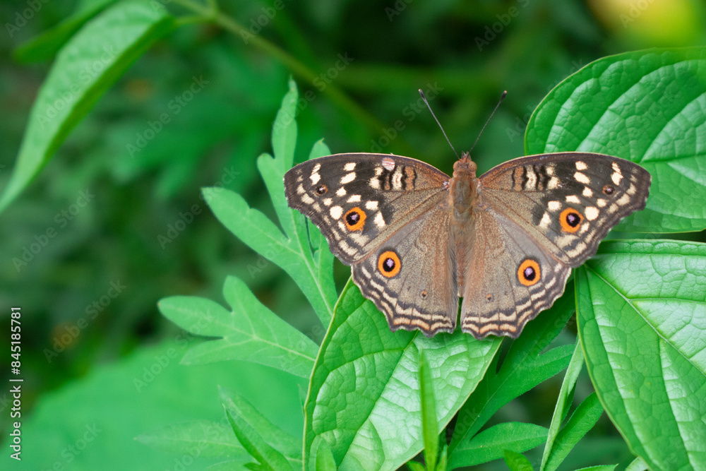 Obraz premium beautiful butterfly On a green leaf, the background blurred, wings spread.