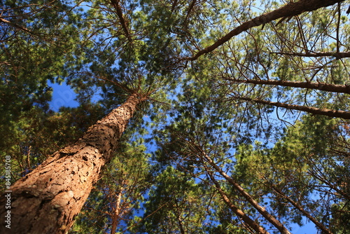 Beautiful Scenery of Pinus kesiya forest at Doi Luang Chiang Dao in Chiang mai Province, Thailand  photo