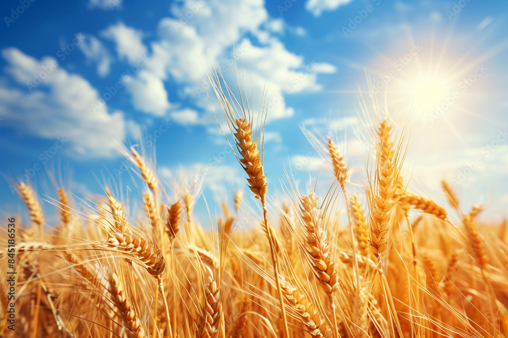 Golden wheat field under summer sky symbolizes abundance and agricultural prosperity Golden wheat field under summer sky symbolizes abundance and agricultural prosperity
