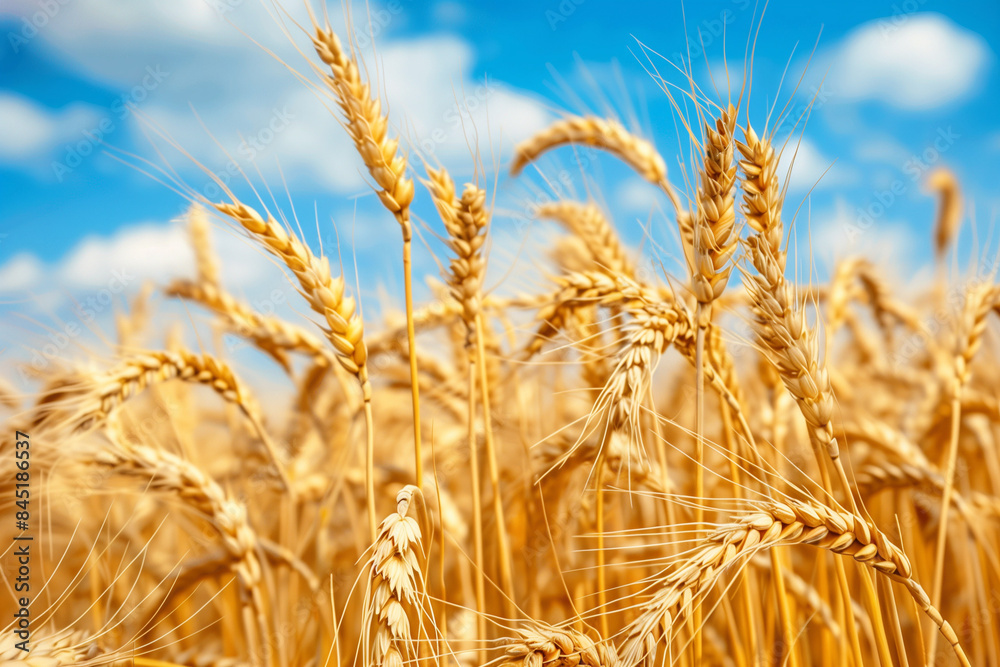 Fototapeta premium Golden wheat field under summer sky symbolizes abundance and agricultural prosperity