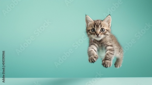 A cute American Shorthair kitten floating on a solid pastel background