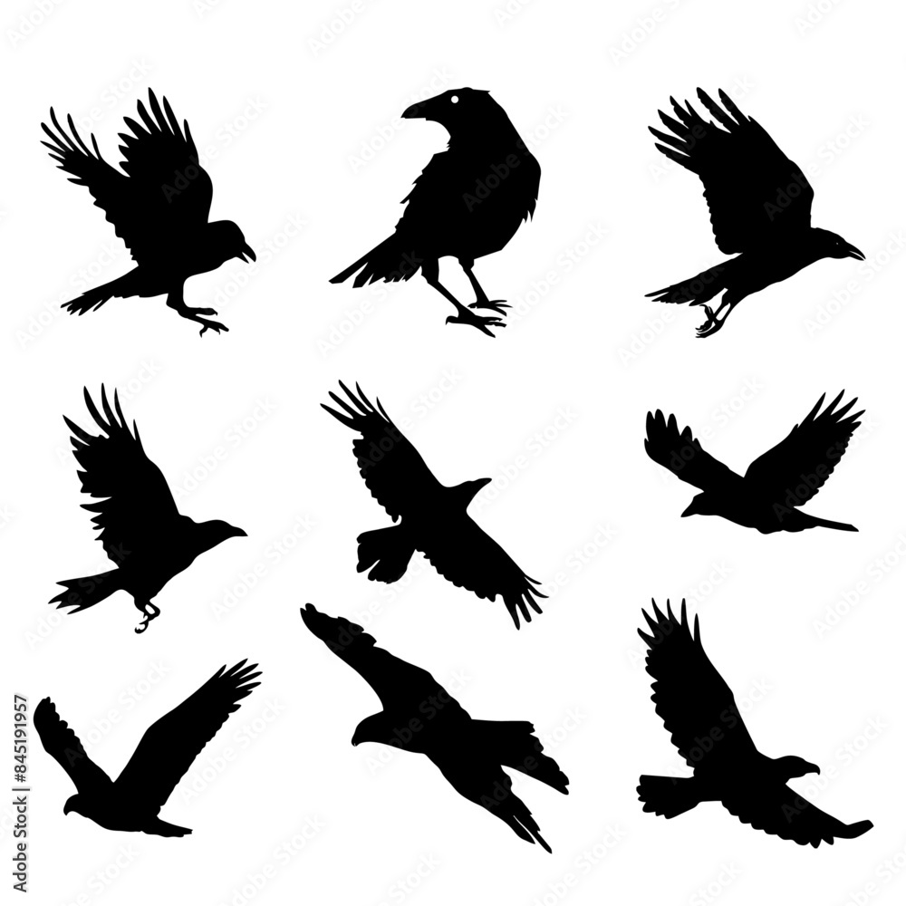 Vector, isolated black silhouette birds, collection of several crows, vector re-editable Vector, isolated black silhouette birds, collection of several crows, vector re-editable