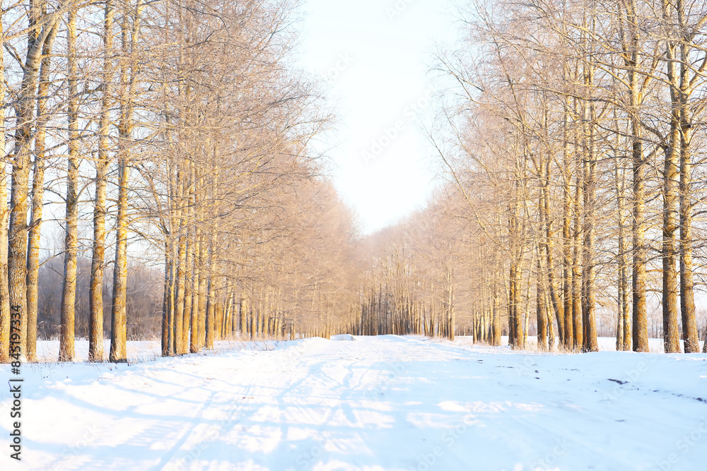 Snow-Covered Path in Winter Forest with Bare Trees on Sunny Day Snow-Covered Path in Winter Forest with Bare Trees on Sunny Day