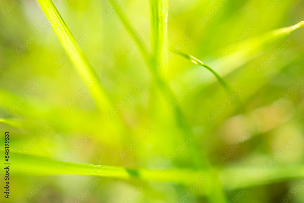 Obraz premium green grass leaf in garden with blur background