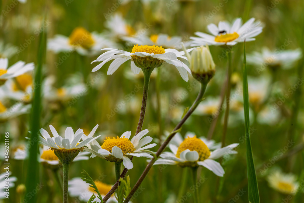 Bavarian summer meadow with many margerites in close up view Bavarian summer meadow with many margerites in close up view