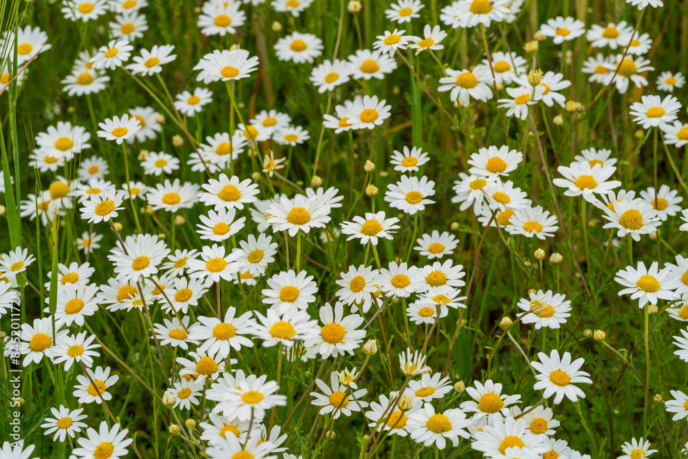 Bavarian summer meadow with many margerites in close up view Bavarian summer meadow with many margerites in close up view