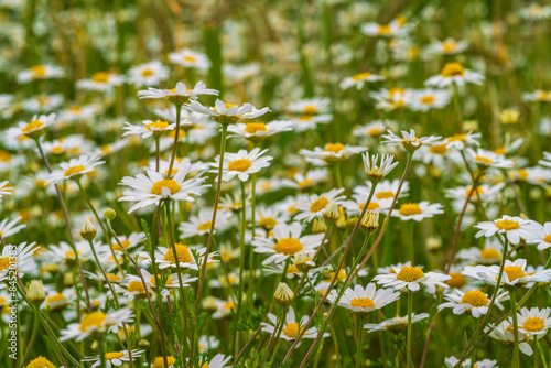 Bavarian summer meadow with many margerites in close up view photo