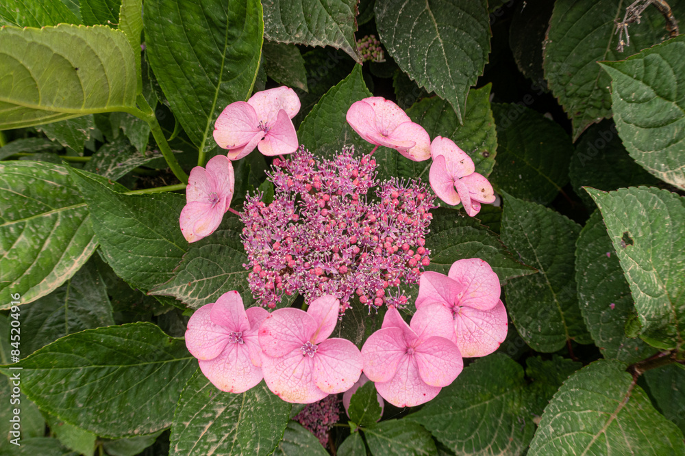 Hydrangea serrata Avelroz