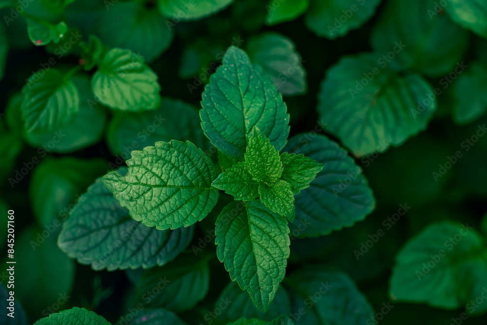 natural green leaves background in full frame natural green leaves background in full frame