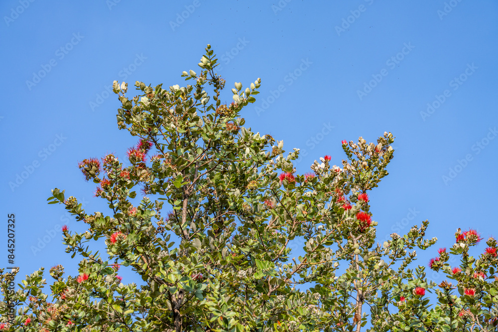 Metrosideros polymorpha, the ʻōhiʻa lehua, flowering evergreen tree in the myrtle family, Myrtaceae, Hawaii Volcanoes National Park. 