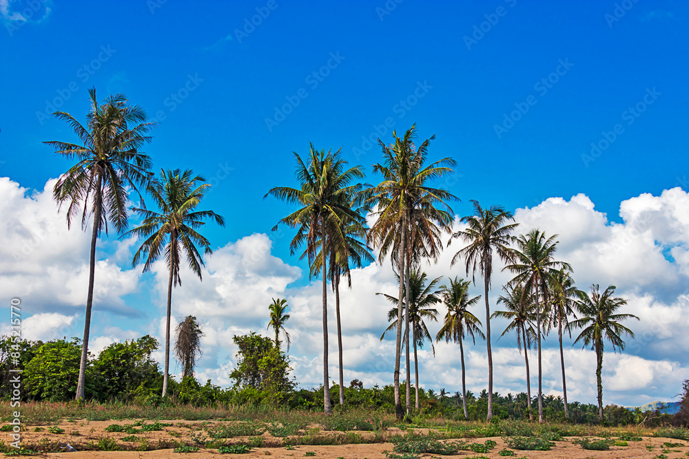 Naklejka premium Tree coconut and blue sky
