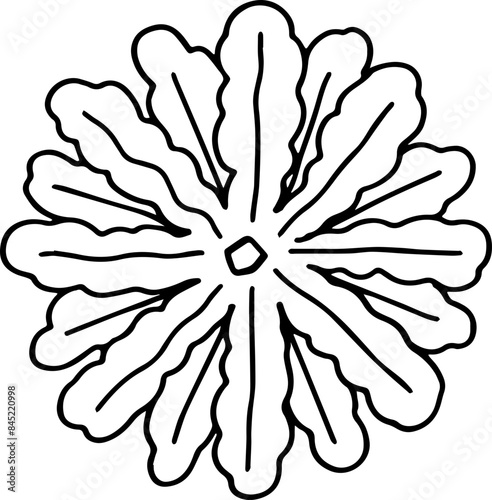 hand drawn top view of tree illustration.