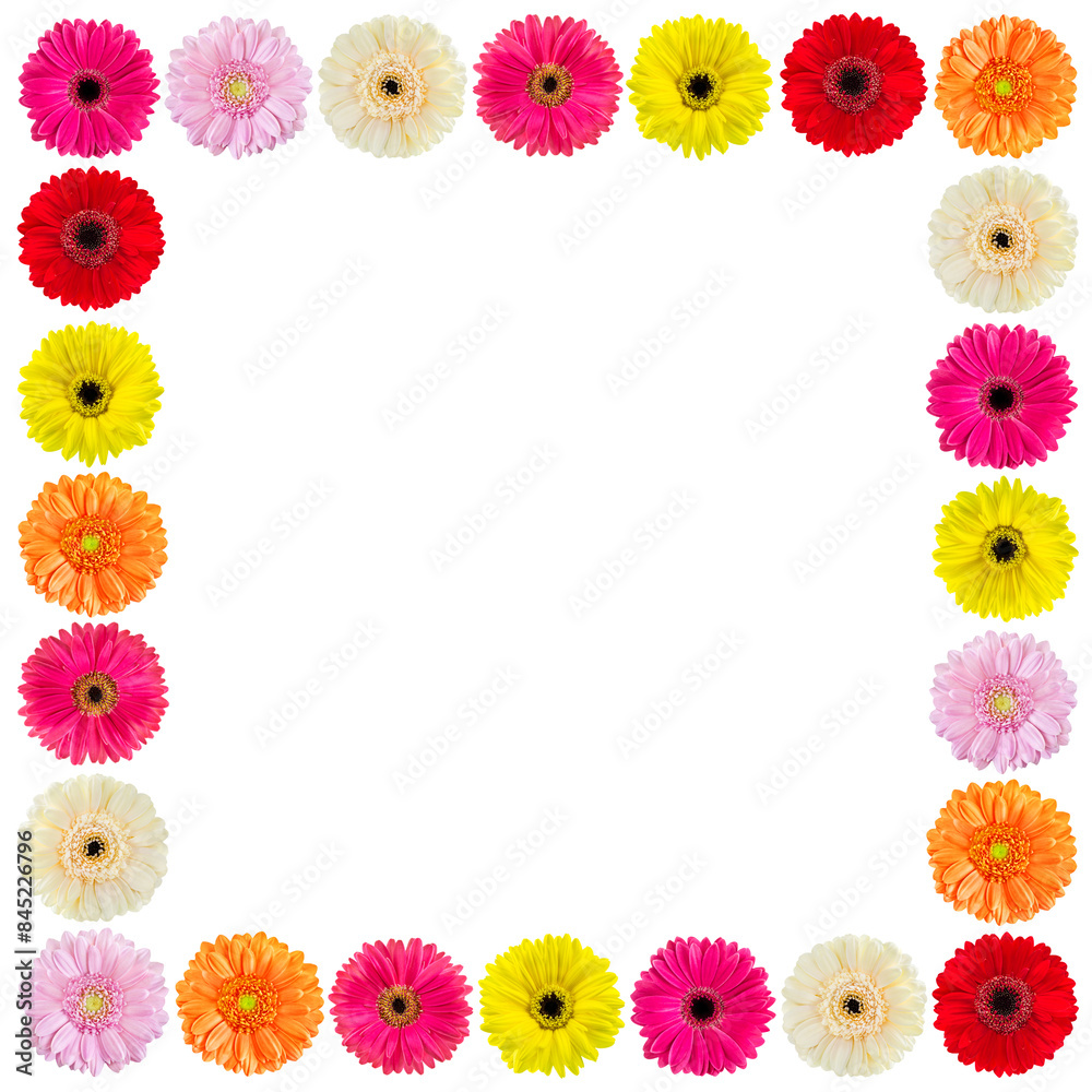 Frame of colorful Gerbera flowers isolated on white background Frame of colorful Gerbera flowers isolated on white background