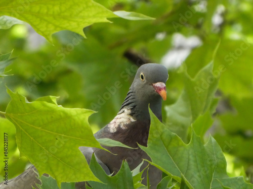 The common wood pigeon peeks out from behind the leaves on a tree branch