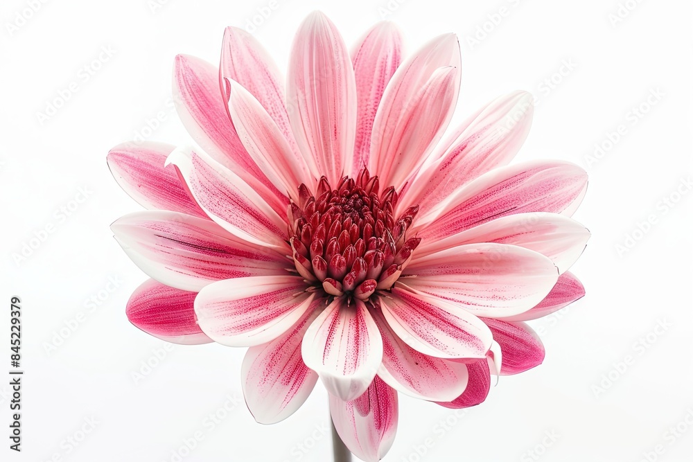 Colorful Flower Blossom Isolated on Transparent Background Colorful Flower Blossom Isolated on Transparent Background