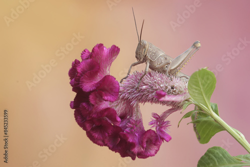 A grasshopper of the species Locusta migratoria is eating cockscomb flower in bloom. photo