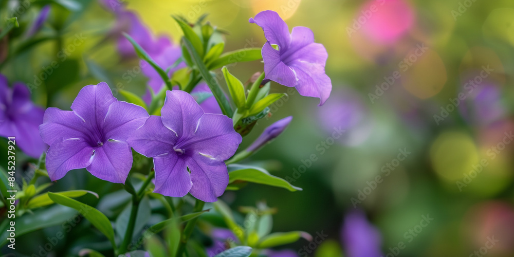 purple flowers in the garden purple flowers in the garden