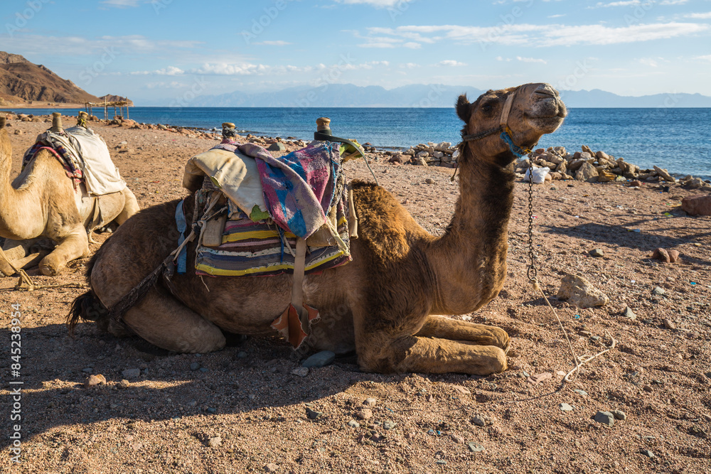 Fototapeta premium View of camel on the coast of Red sea