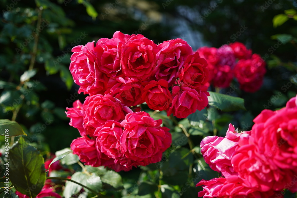 Beautiful red roses blooming in the garden on a sunny day Beautiful red roses blooming in the garden on a sunny day