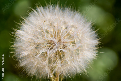 close up with a fluffy dandelion