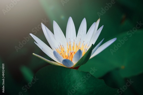 water lily in the pond