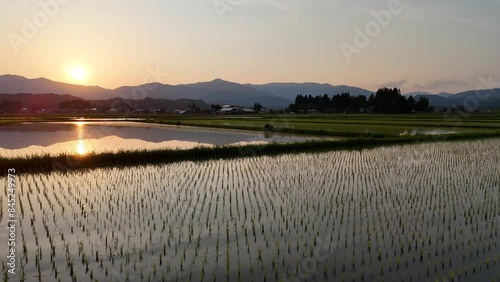 田園風景　夕日　水面に反射　6月　空撮　ドローン撮影　農業　イメージ