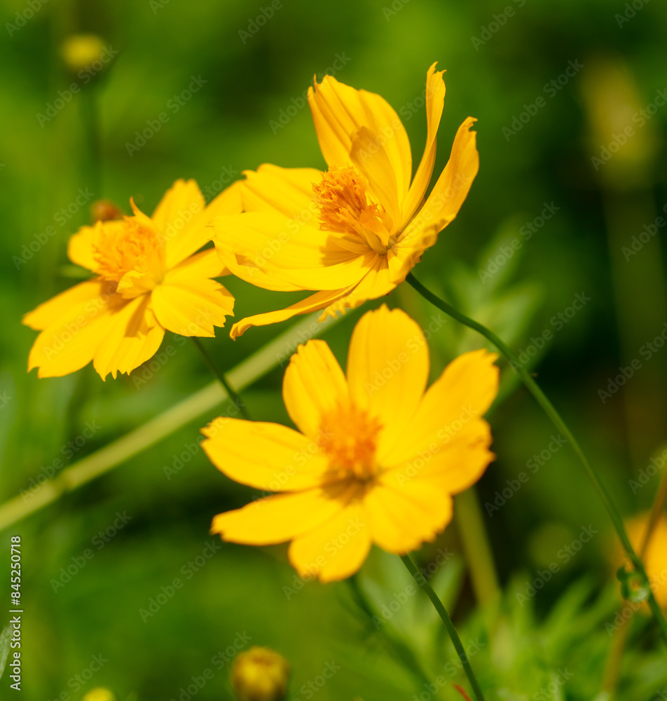 Beautiful yellow flower in a tropical garden Beautiful yellow flower in a tropical garden