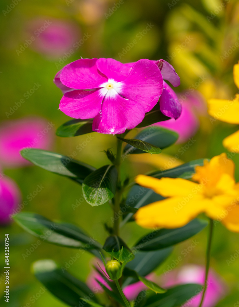 Beautiful purple flower in a tropical garden Beautiful purple flower in a tropical garden
