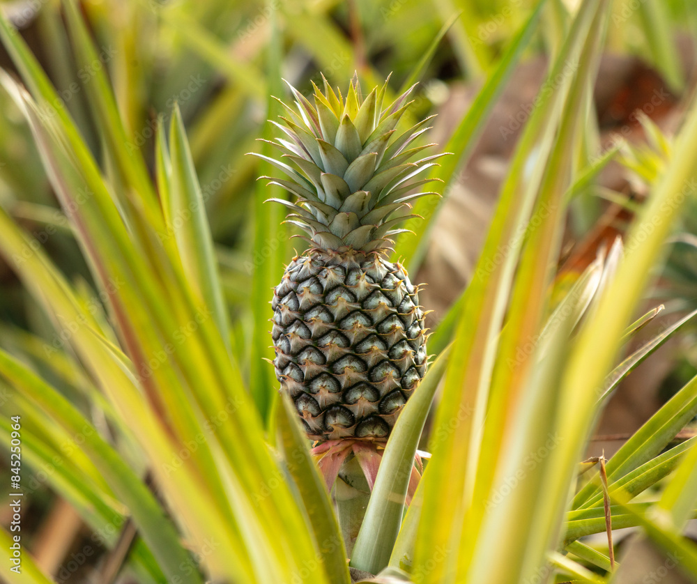 Pineapple grows on a plantation in Thailand Pineapple grows on a plantation in Thailand