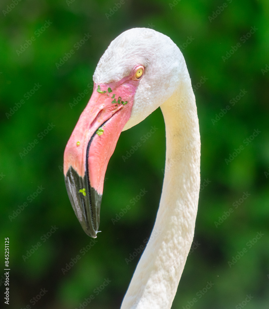 Fototapeta premium Portrait of a pink flamingo in the park