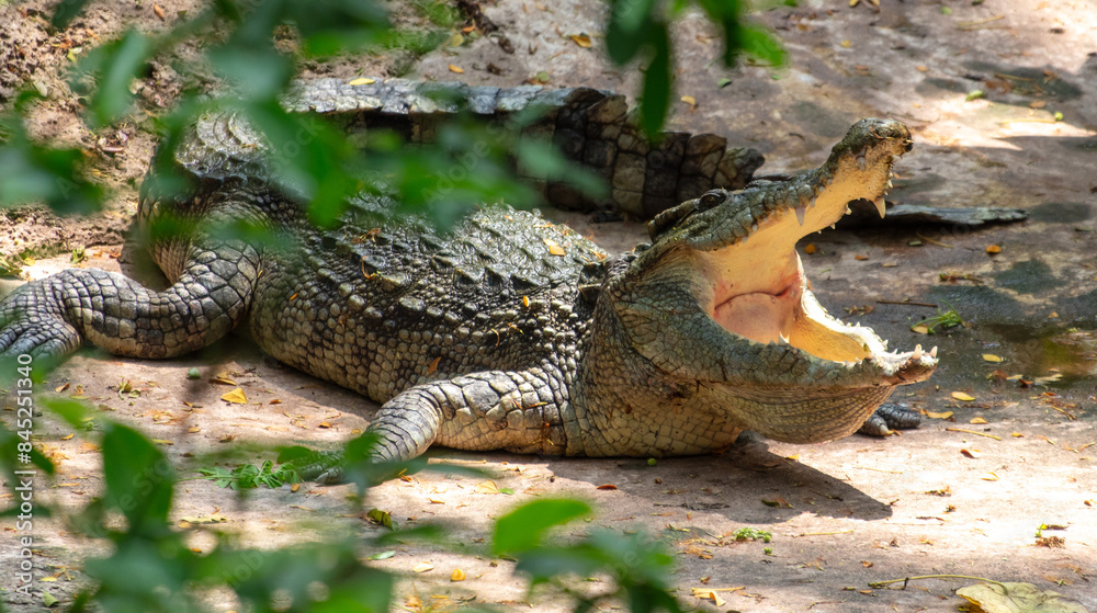 Fototapeta premium The crocodile opened its mouth in the park