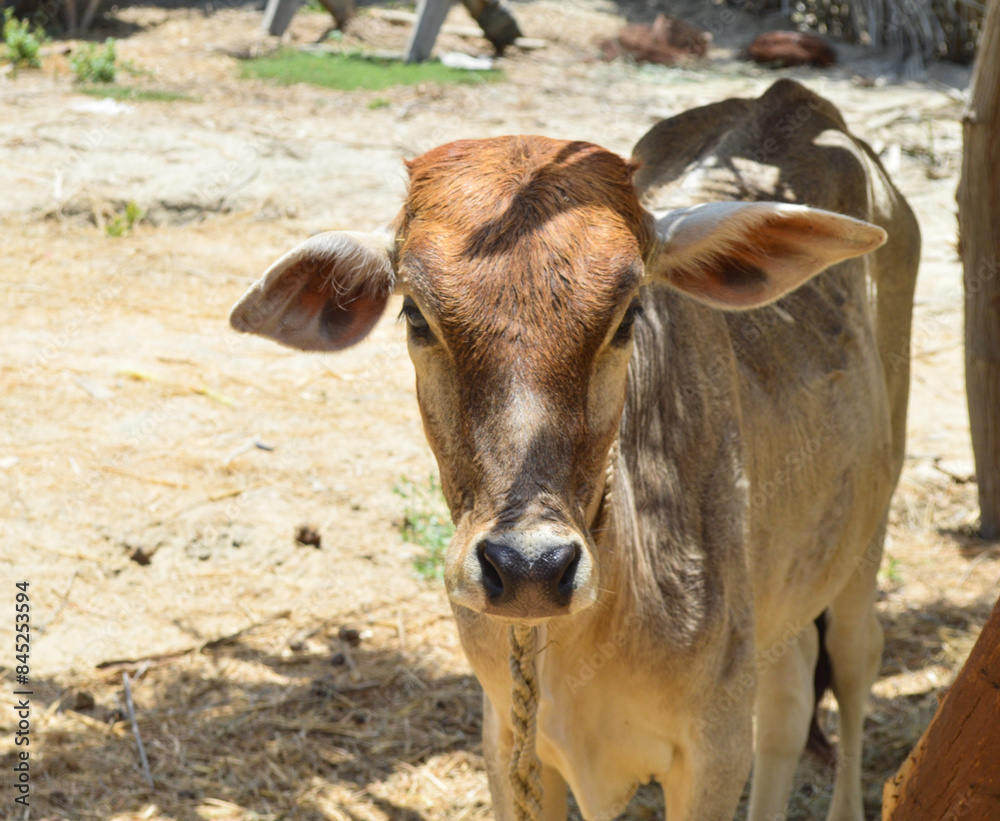 cow and calf portrait in outdoor animal farm cow and calf portrait in outdoor animal farm