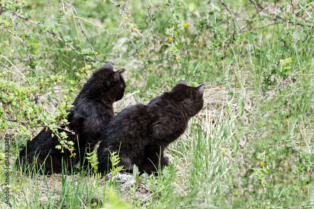 Fototapeta premium Two black kittens sitting on the grass in the summer in the wild