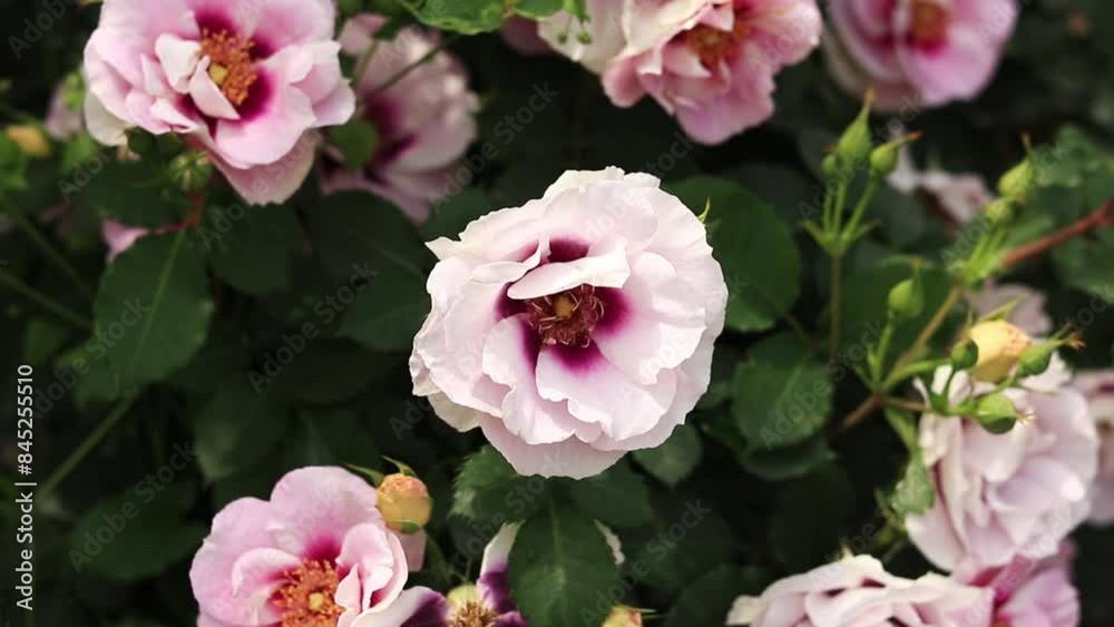 Blooming pink rose, flowers close-up. Flowers in a park or garden. Gardening. Growing roses. Beautiful pink flowers, natural background. Roses in full bloom Blooming pink rose, flowers close-up. Flowers in a park or garden. Gardening. Growing roses. Beautiful pink flowers, natural background. Roses in full bloom