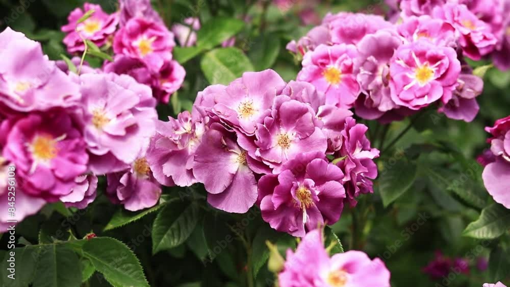 Blooming pink rose, flowers close-up. Flowers in a park or garden. Gardening. Growing roses. Beautiful pink flowers, natural background. Roses in full bloom Blooming pink rose, flowers close-up. Flowers in a park or garden. Gardening. Growing roses. Beautiful pink flowers, natural background. Roses in full bloom