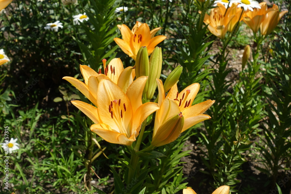Buds and orange flowers of lilies in June Buds and orange flowers of lilies in June