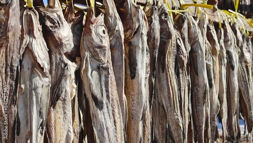 Pollack being dried in the winter wind. Gangwon-do Hwangtaedeokjang (Dried pollack, Theragra chalcogramma, Gadus chalcogrammus) photo