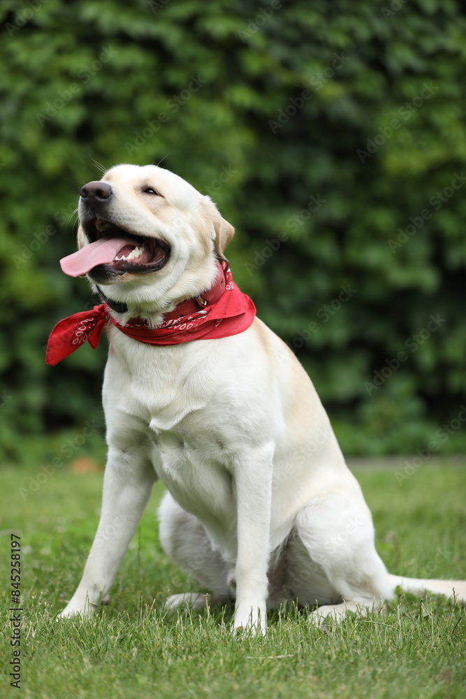Cute labrador retriever in red bandana in the park Cute labrador retriever in red bandana in the park