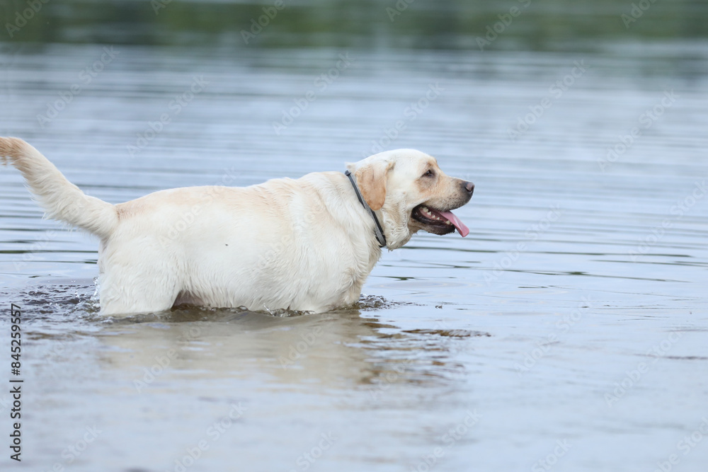 Dog playing in the water. Labrador retriever playing on the beach Dog playing in the water. Labrador retriever playing on the beach