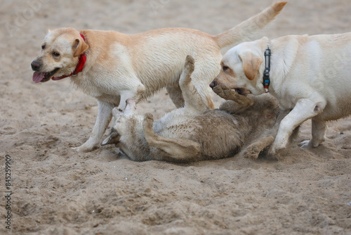 Dogs playing in the sand. Husky with labrador retriever playing on the beach © Haletska Olha