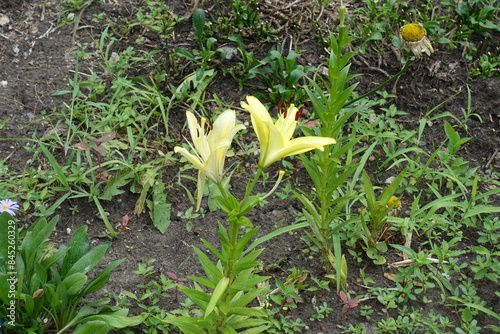 Pale yellow flowers of two lilies in July photo