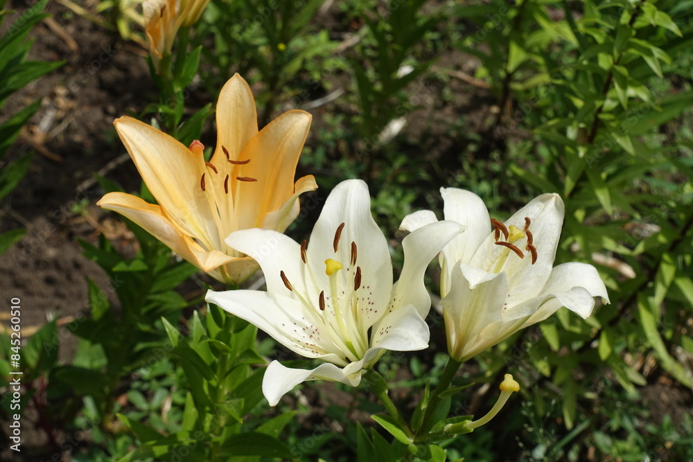 White and orange flowers of lilies in July White and orange flowers of lilies in July