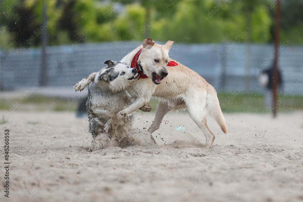 Naklejka premium Dogs playing in the sand. Husky with labrador retriever playing on the beach