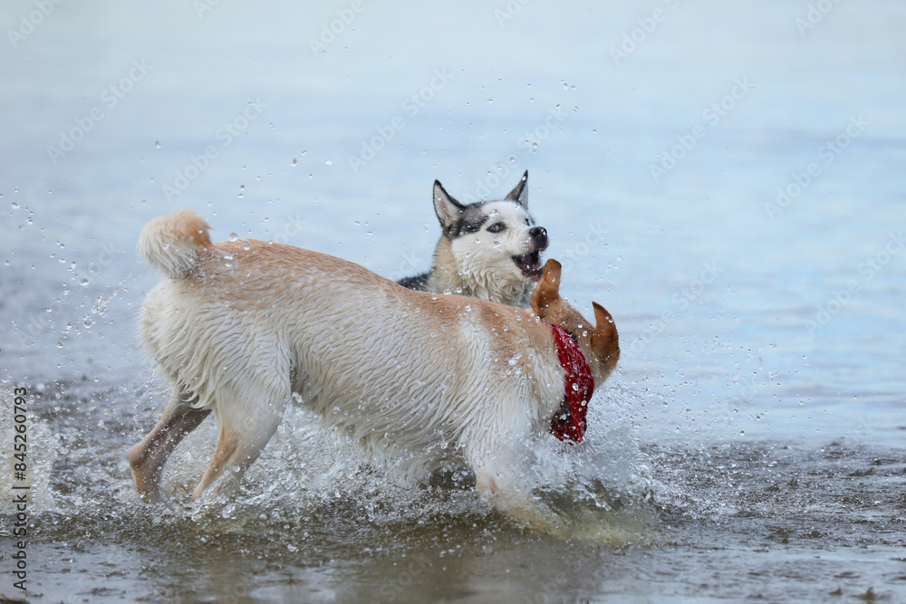 Dogs playing in the water. Husky with labrador retriever playing on the beach Dogs playing in the water. Husky with labrador retriever playing on the beach