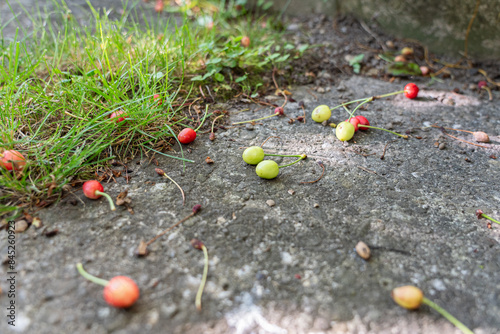 Unrip colorful cherries on the floor. June fruit fall of cherries. photo