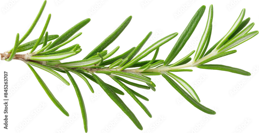 Obraz premium Fresh green rosemary sprig isolated on transparent background.