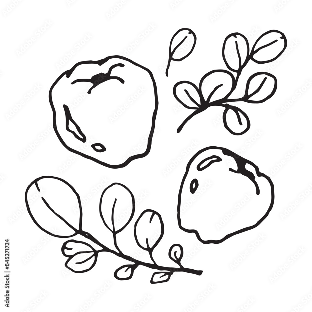 Quince fruit and leaf hand drawn vector illustration on isolated white background Quince fruit and leaf hand drawn vector illustration on isolated white background