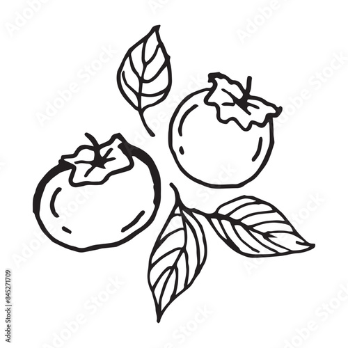 kinglet fruits hand drawn vector illustration on isolated white background