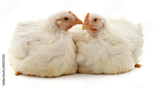 Two white chickens.